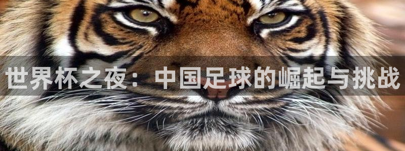 世界杯预选赛亚洲区积分榜:世界杯之夜:中国足球的崛起与挑战